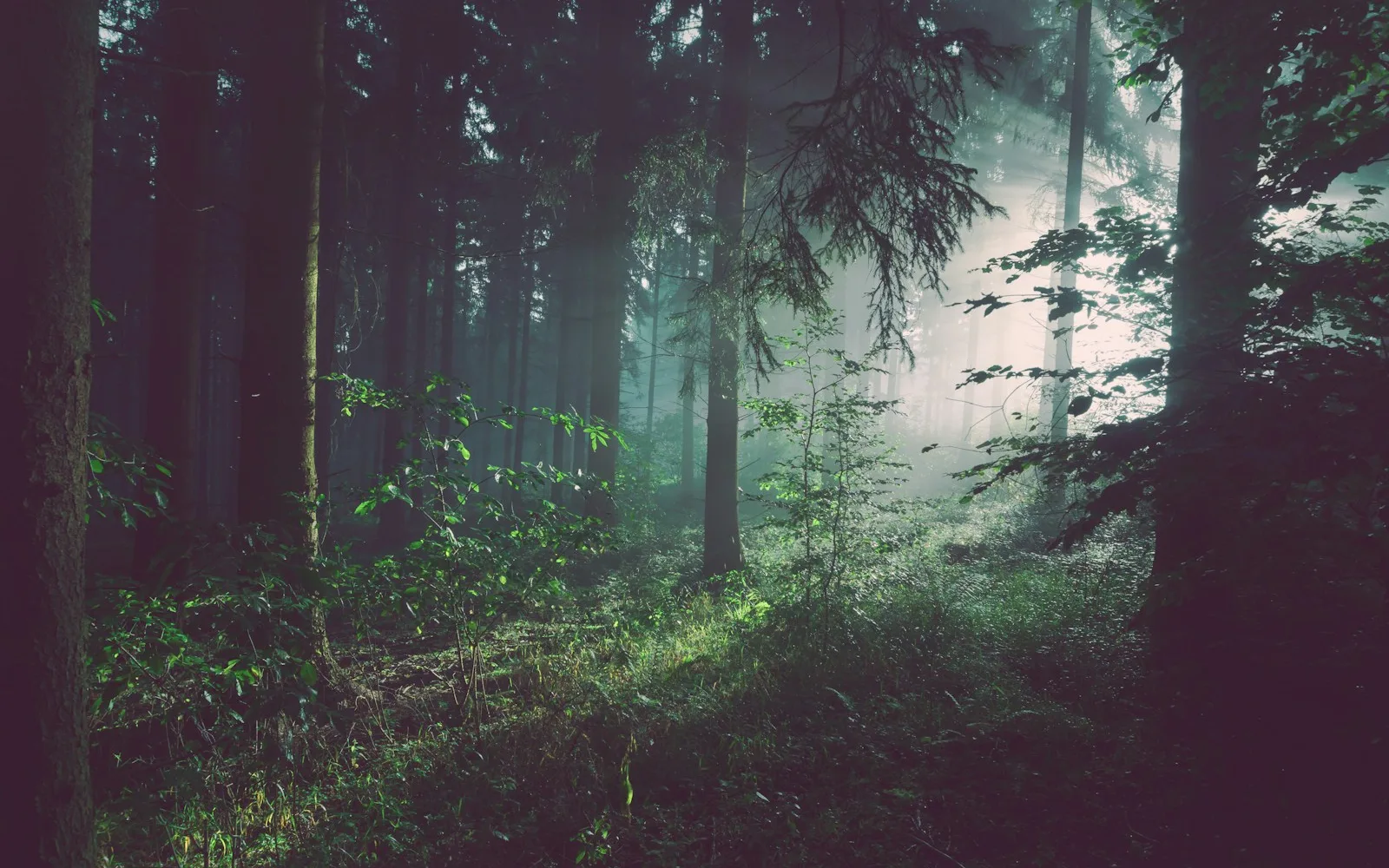 Atmospheric illustration for When the woods go silent